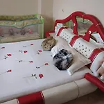 синьо лято
